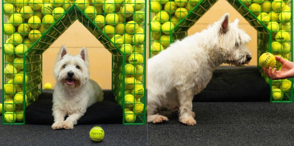 Fetch dog kennel designed by Coffey Architects