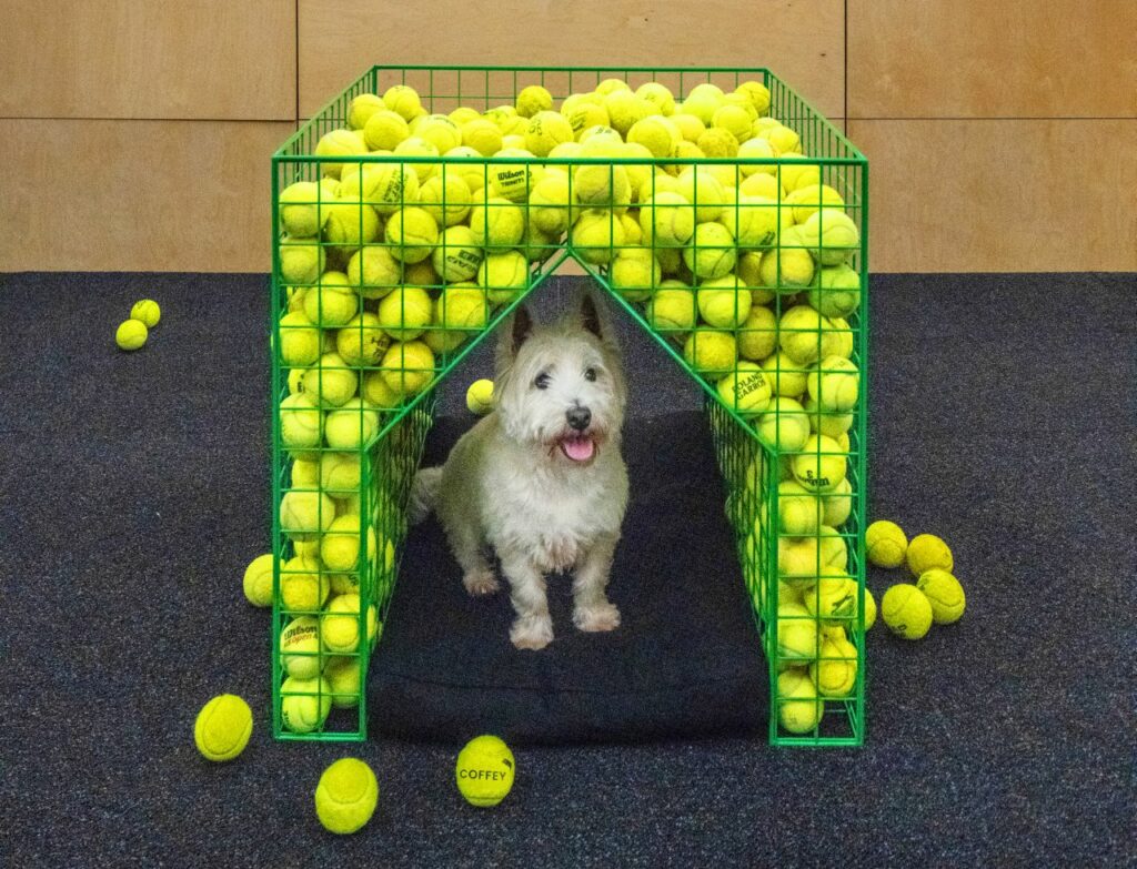 Dog under Fetch kennel