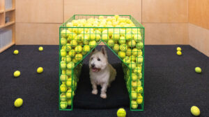 Fetch dog kennel designed by Coffey Architects