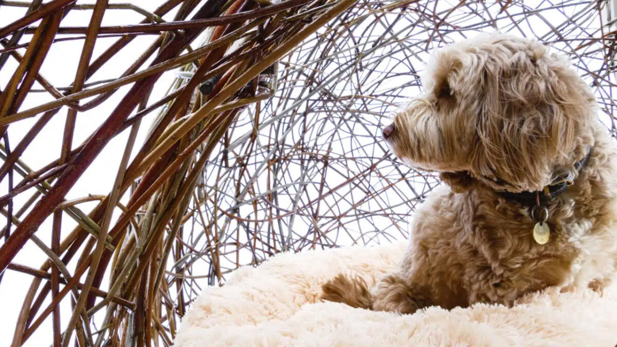 Hawkes Architecture’s The Dog Kennel is a Woven Set of Balls