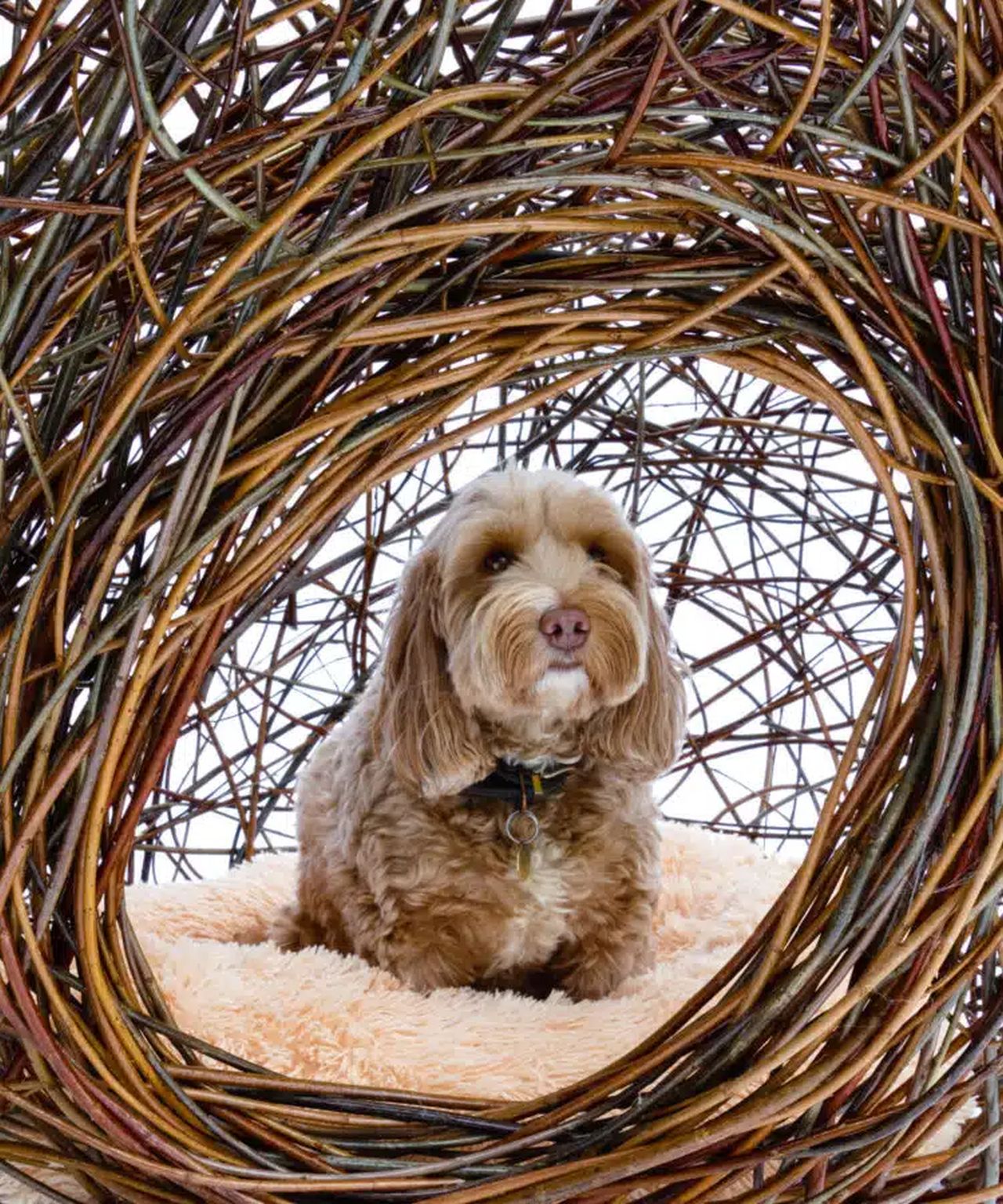 Hawkes Architecture’s The Dog Kennel is a Woven Set of Balls