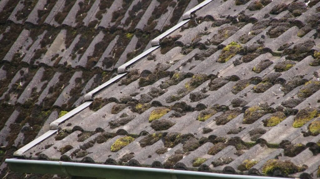 mold growth on roof