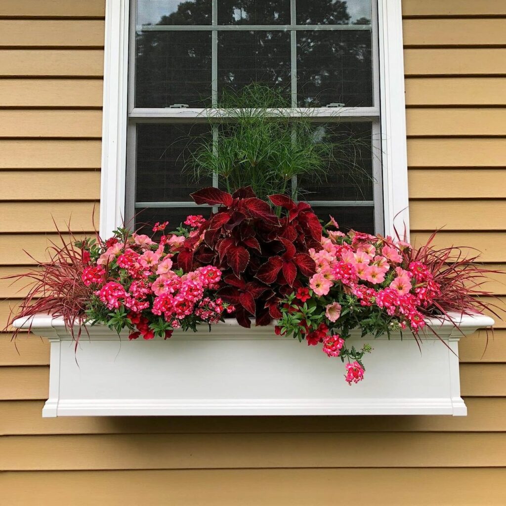 Choosing plants for window box