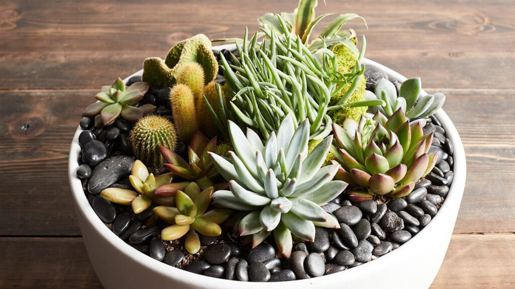 Succulent-arrangement at home