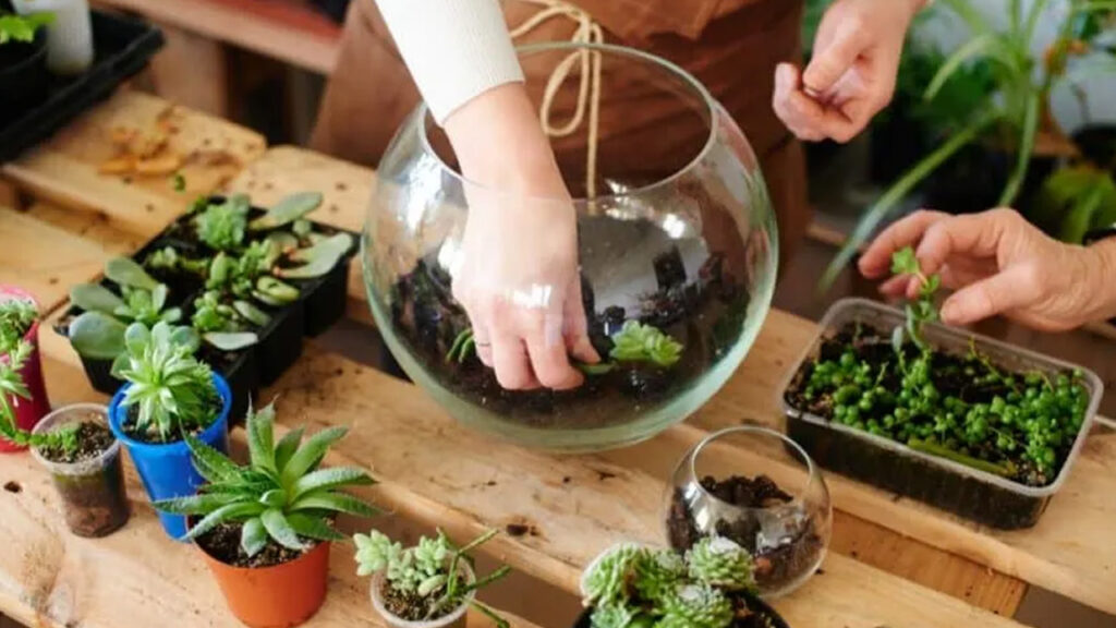 Terrariums at home