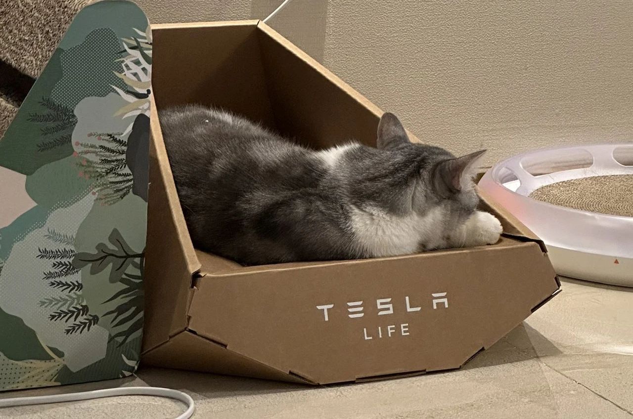 Tesla cardboard litter box for cat