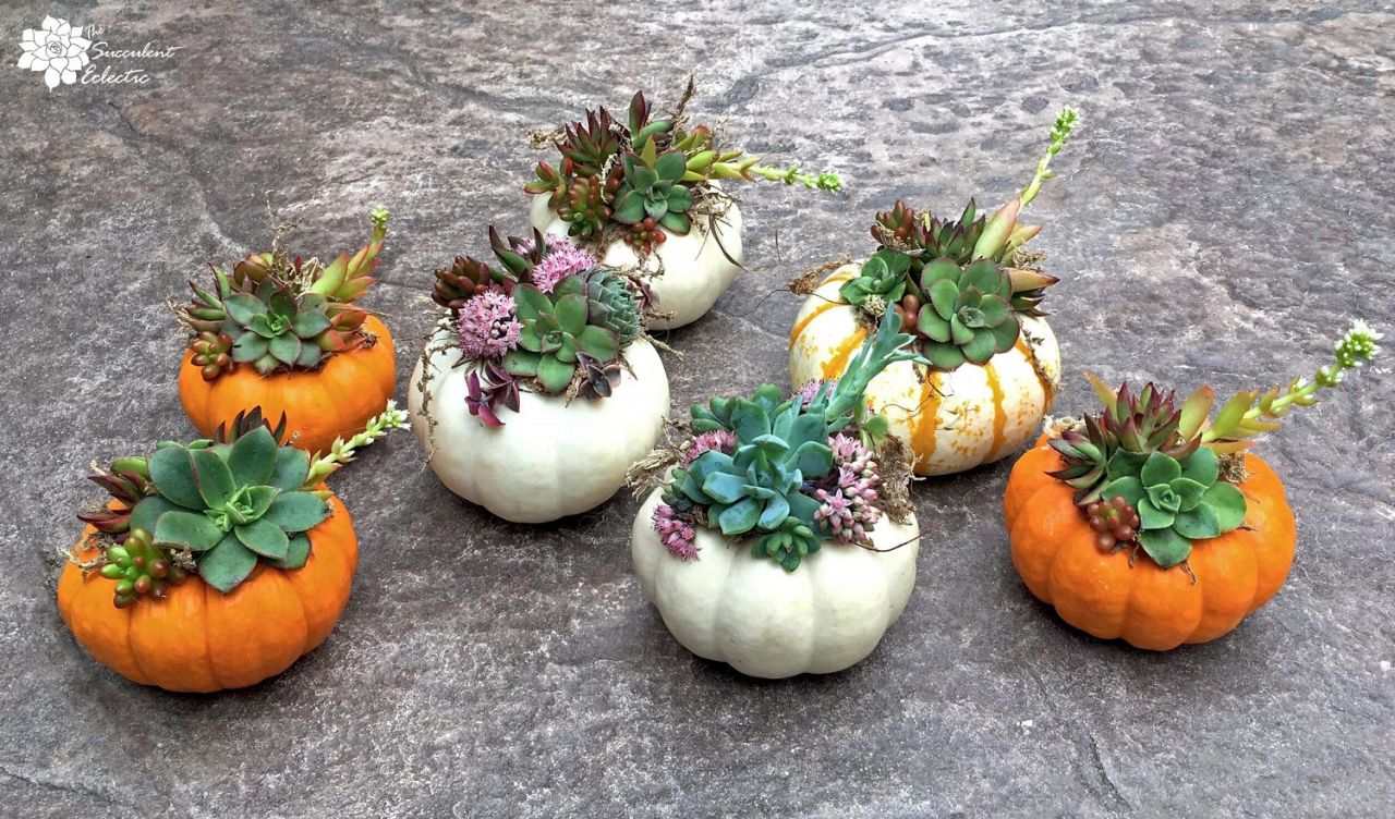 DIY Mini Succulent Pumpkins