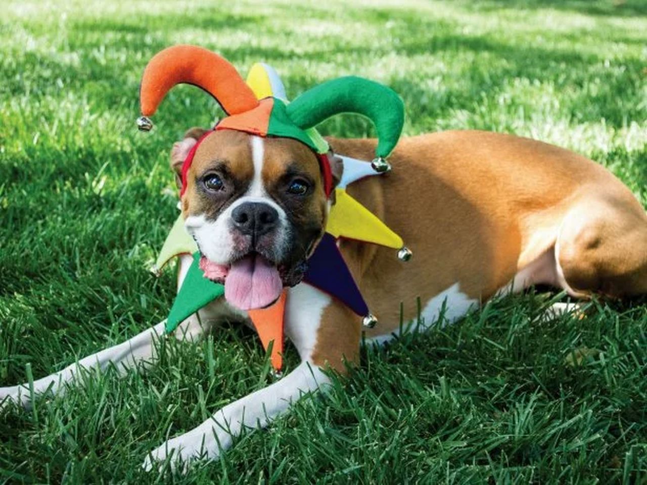 Dog Court Jester Costume