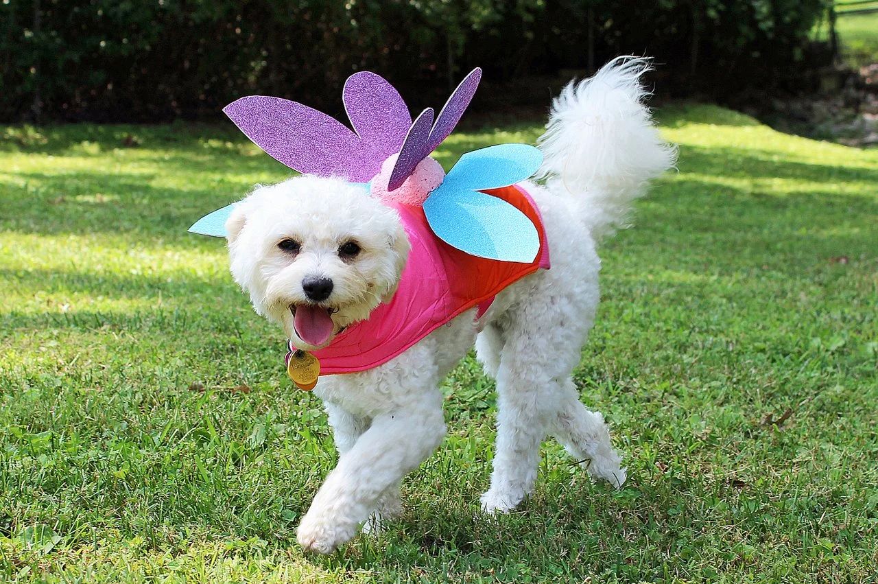 Dog Fairy Costume