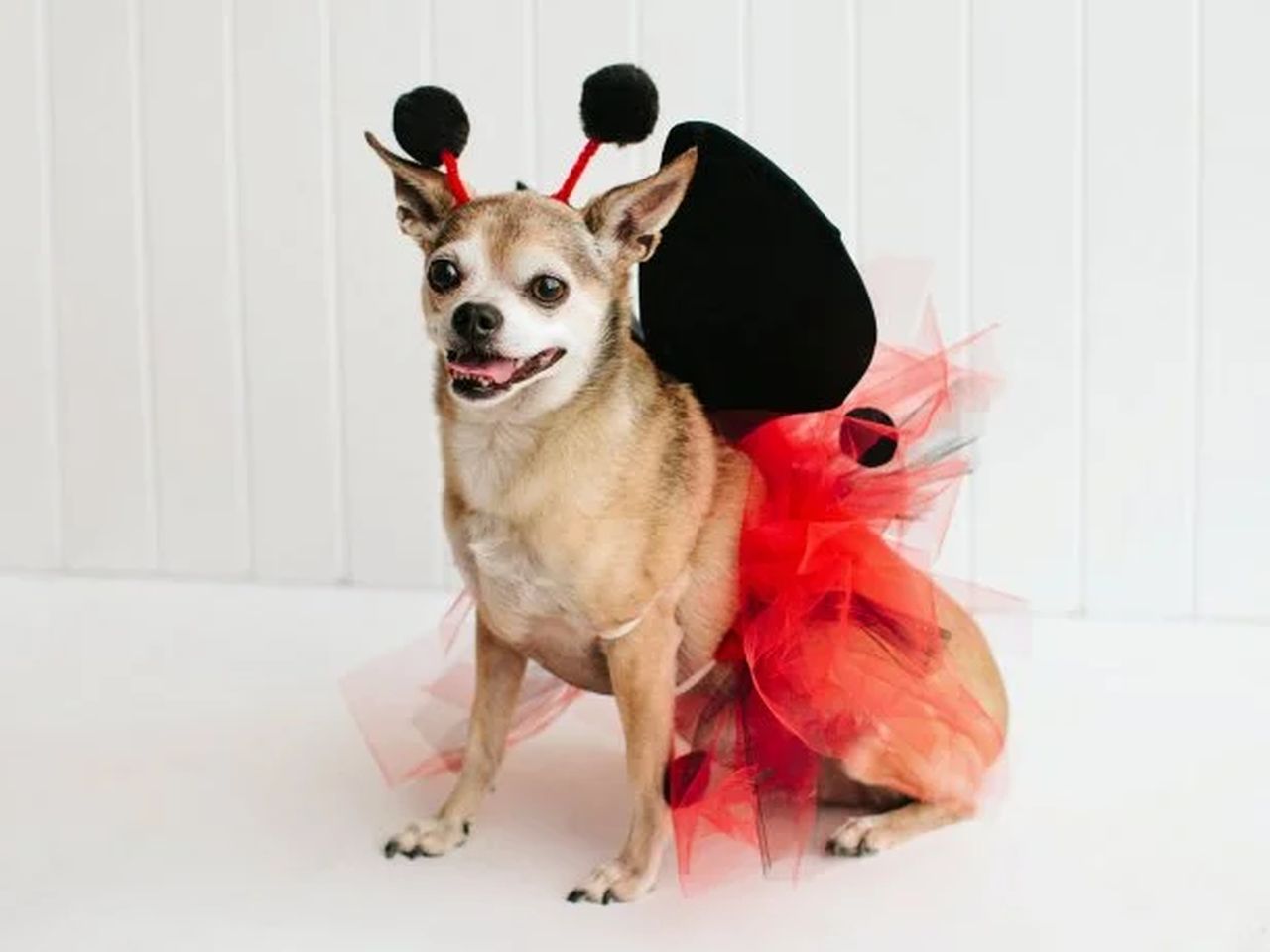 Ladybug Dog Halloween Costume