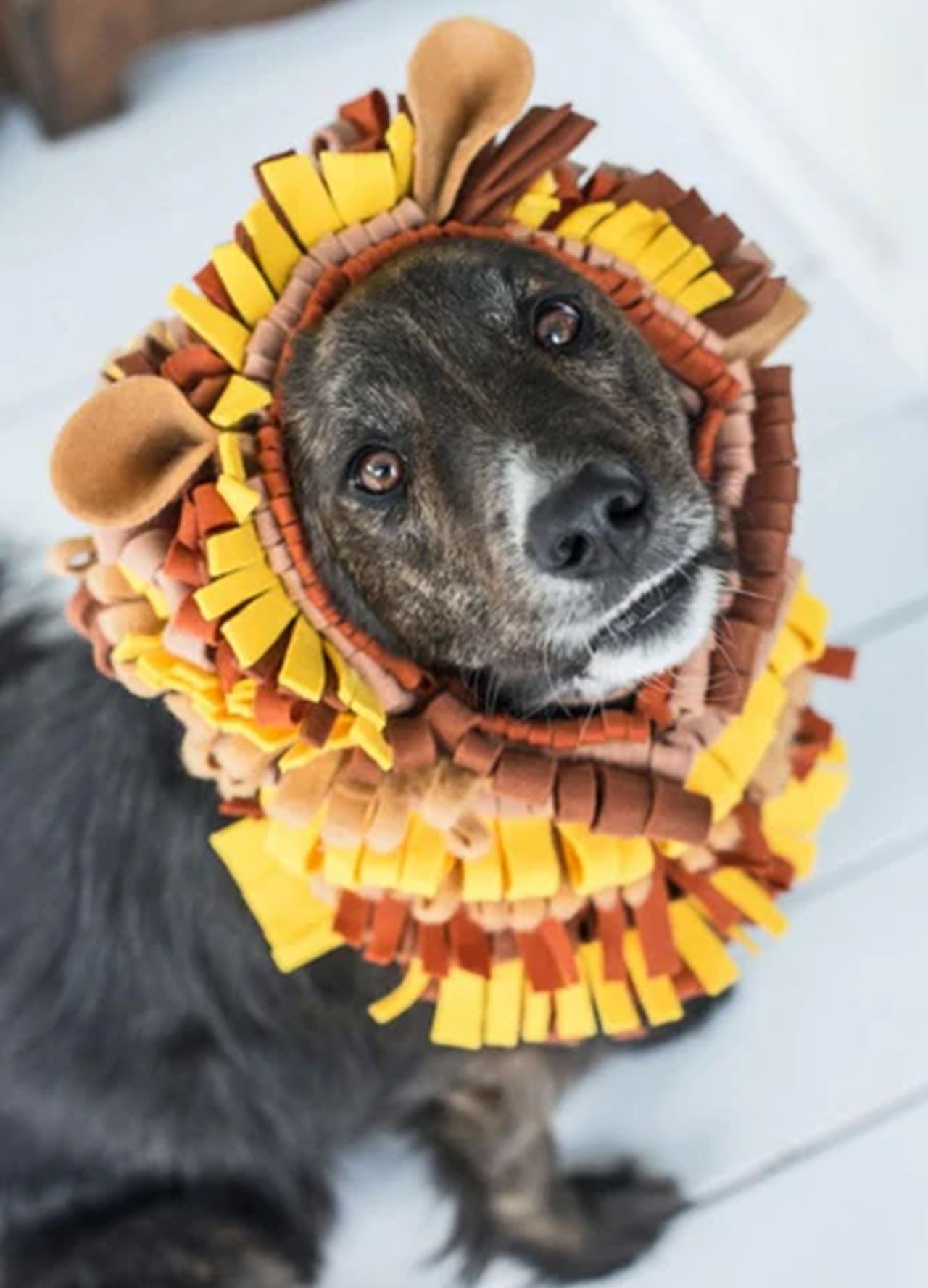 No-Sew Lion’s Mane Dog Costume