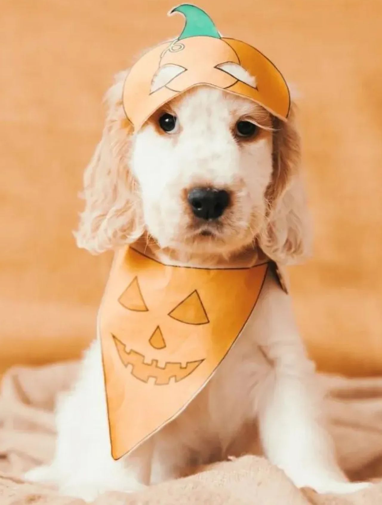 Pumpkin Mask and Bandana Dog Costume