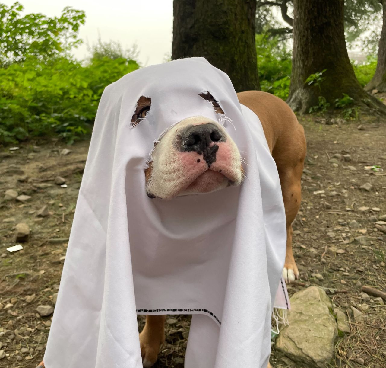 Sheet Ghost Dog Costume