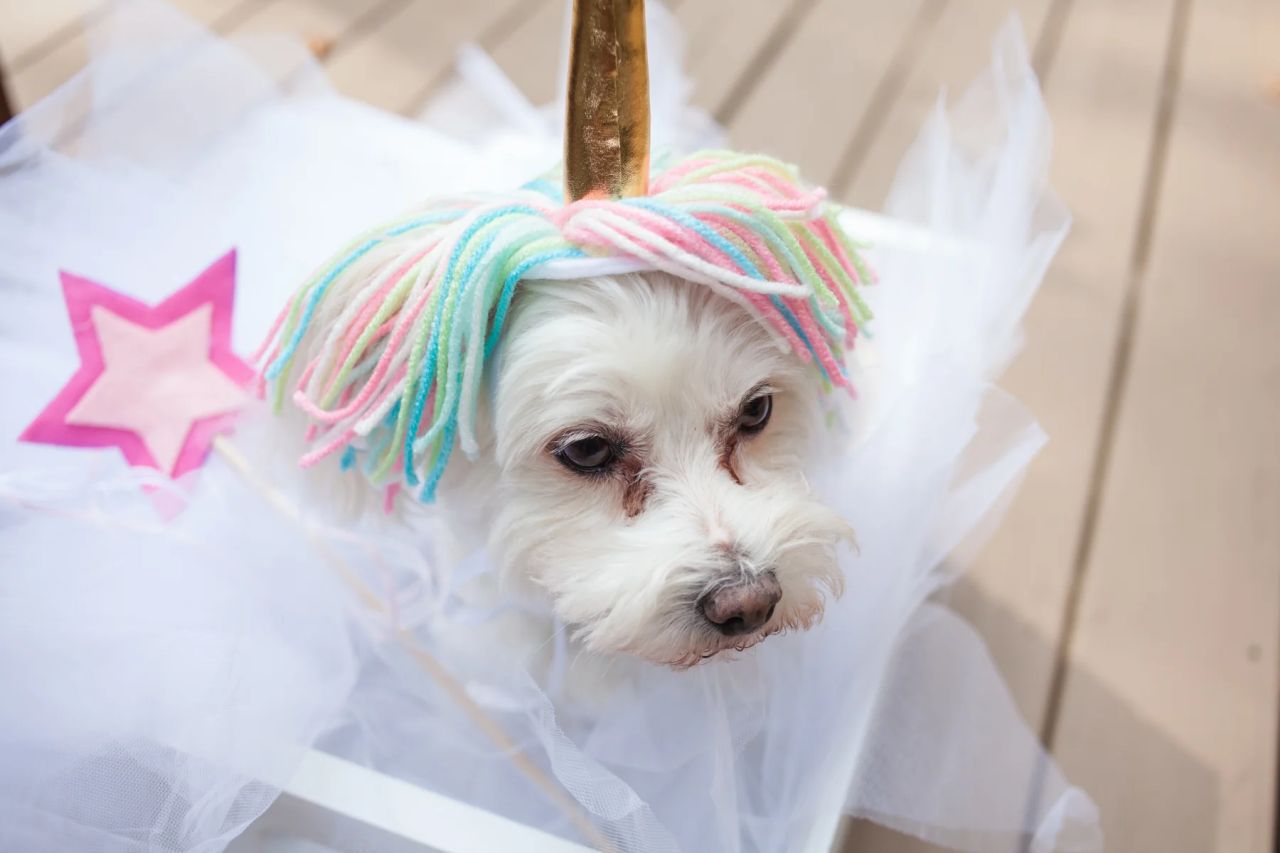 Unicorn Dog Costume