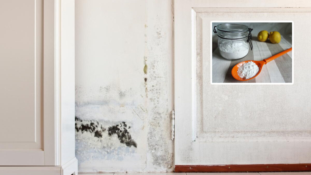 10 Home Remedies to Clean Mould From Walls and Solid Surfaces