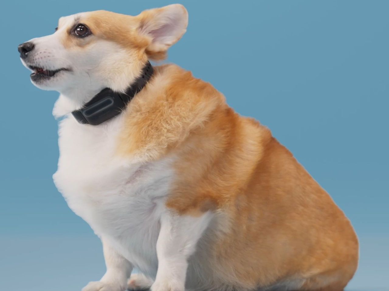 Corgi bark clearance collar