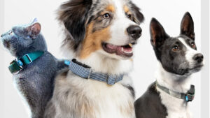 Invoxia Minitailz Health and GPS Tracker Clips to Existing Dog Collars