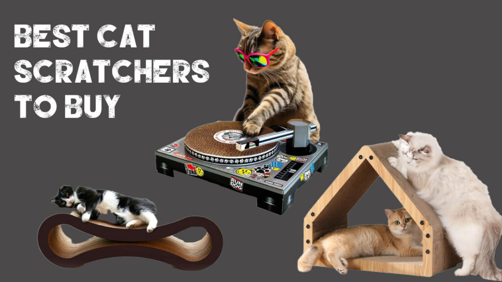 Best Cat Scratcher 2024