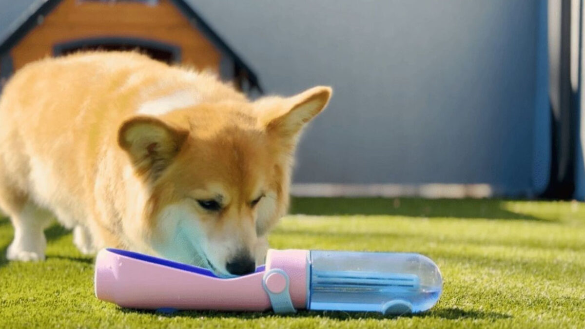 Lil Gulp Dog Water Bottle is Your Pal's Hydration System on the Go