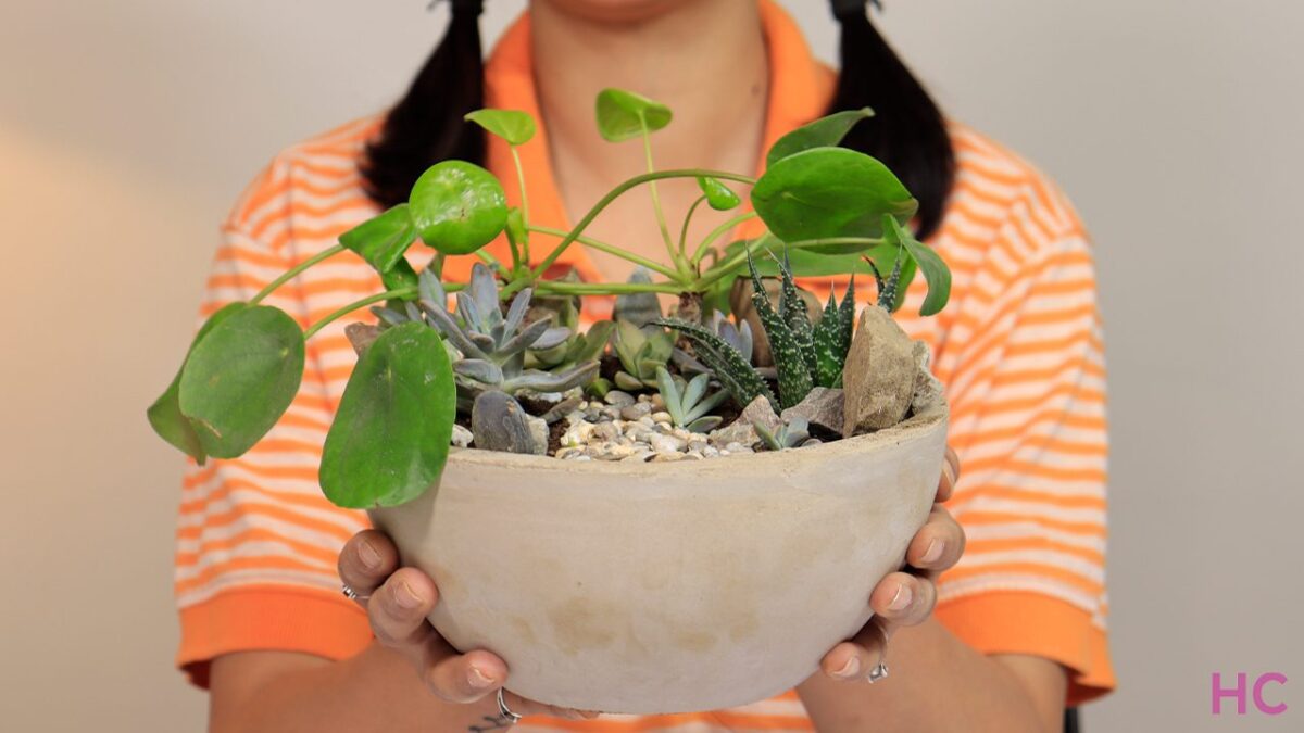DIY Concrete Bowl Planter for Succulent Forest With Video Tutorial