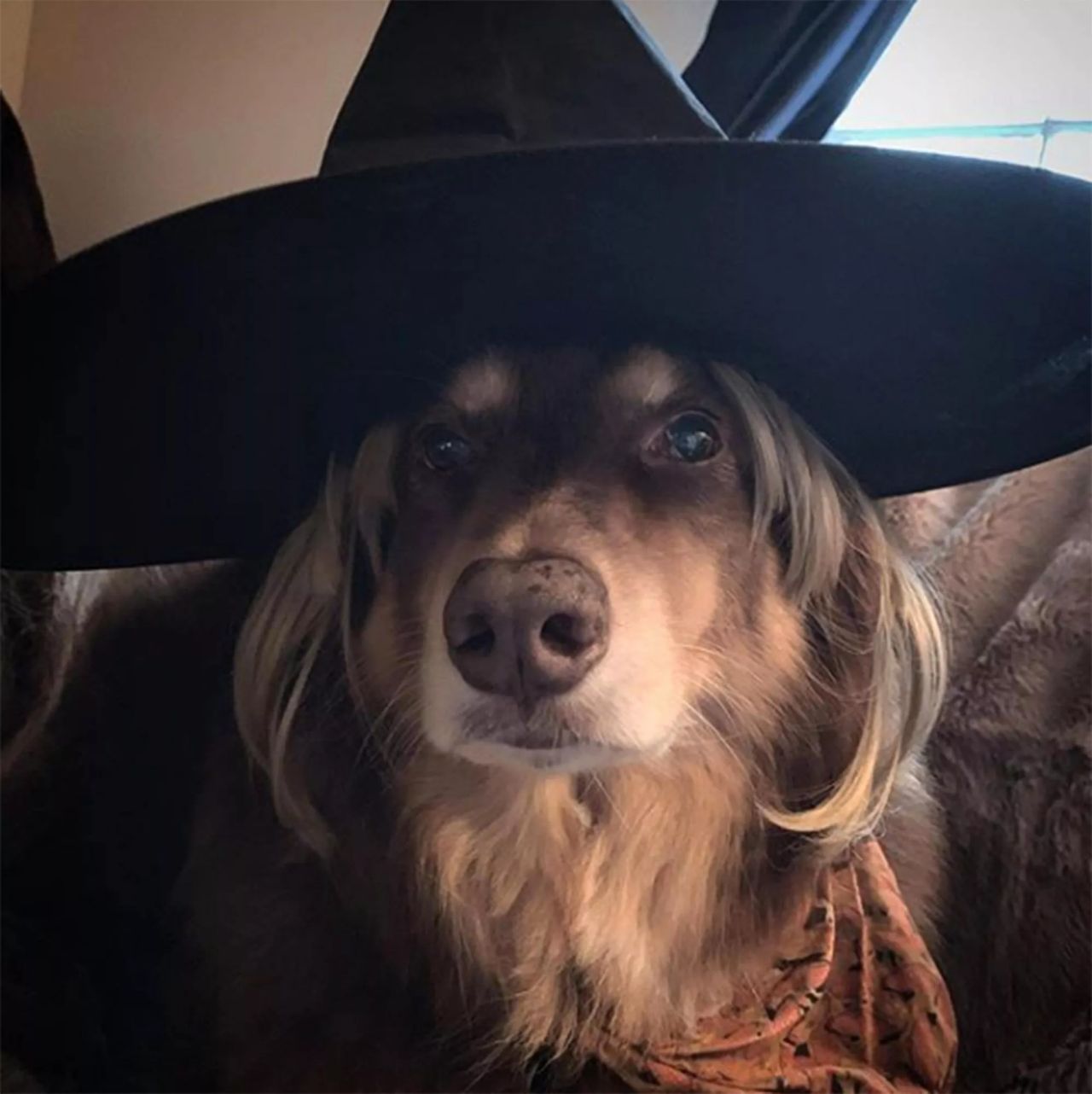 Amanda Seyfried’s dog is a sassy witch