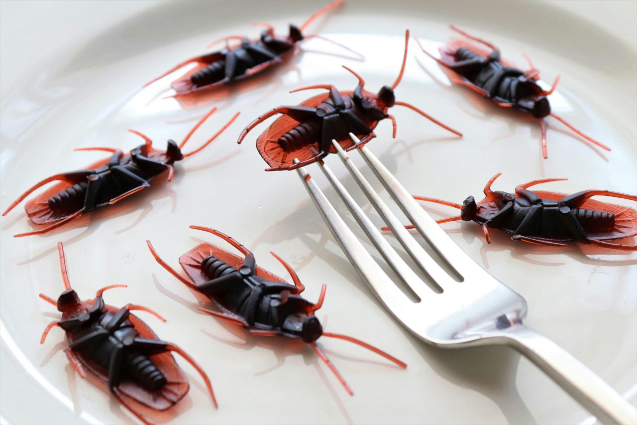 Cockroaches taped under glass plates