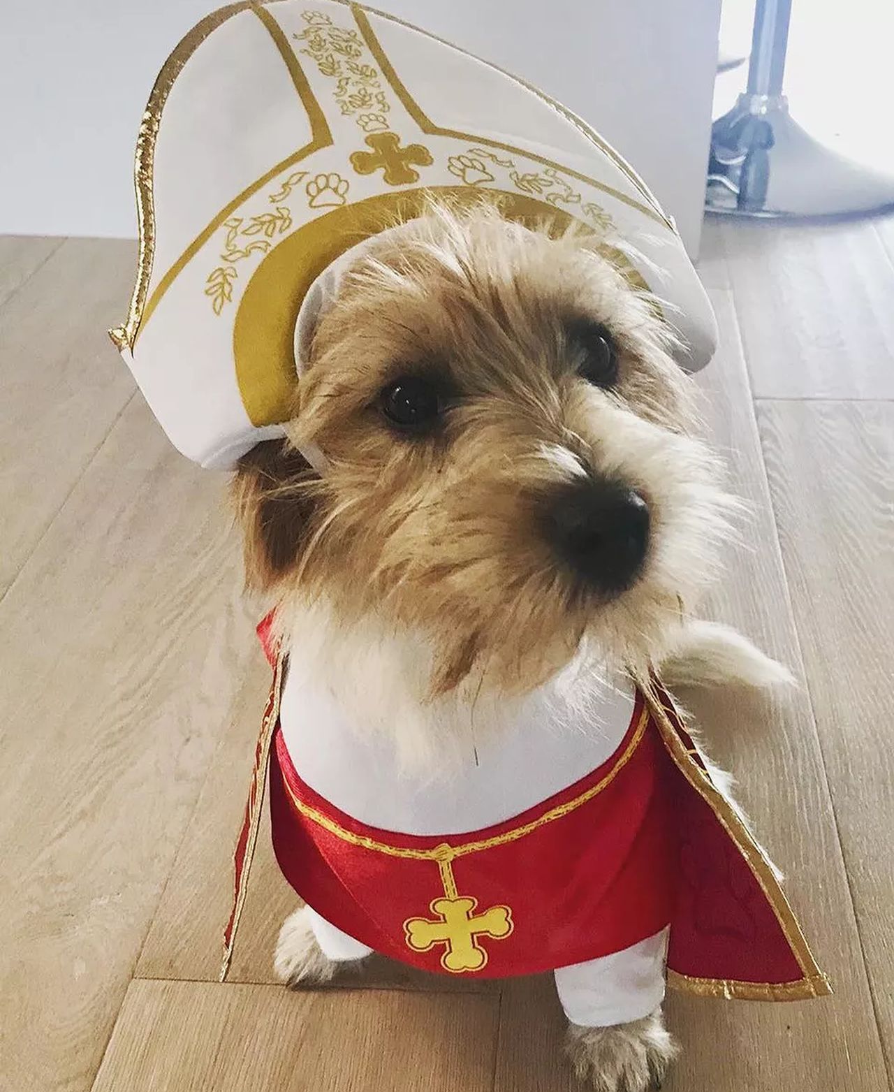 Giada DeLaurentiis’s dog looks majestic in this Pope costume