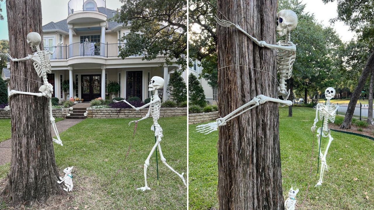 Halloween Decoration Ideas for Outdoor Trees - Tree-Climbing Skeleton