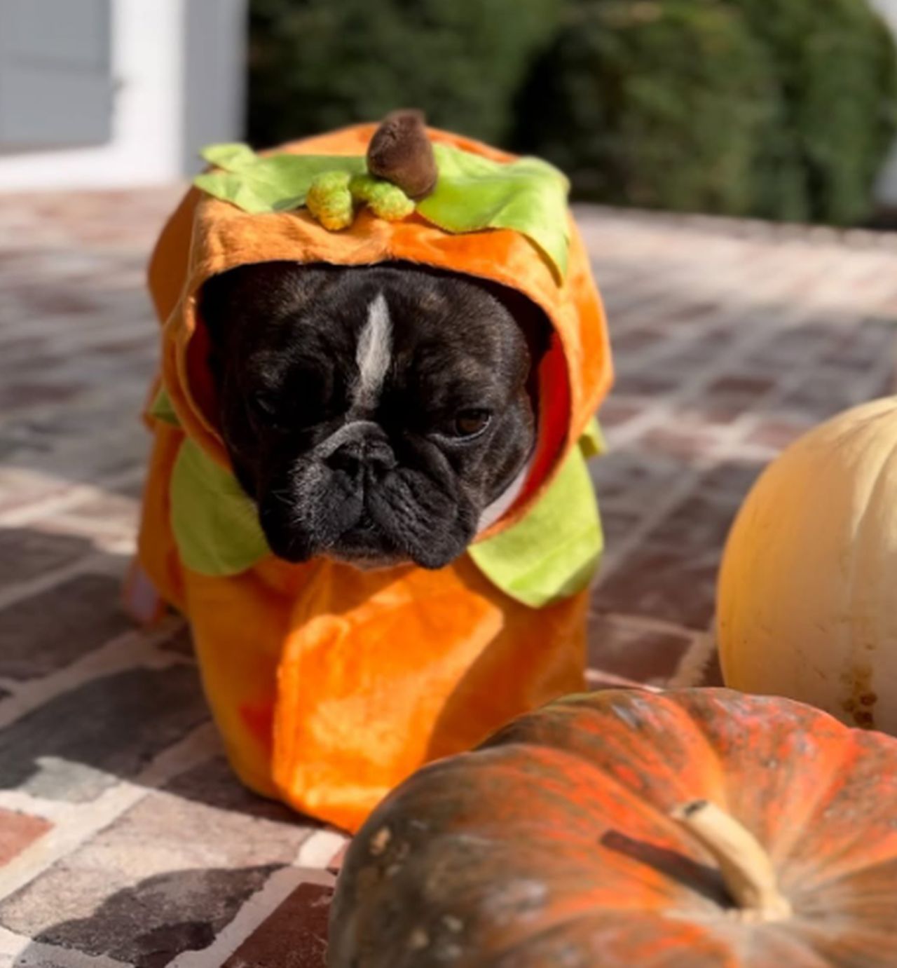 Reese Witherspoon’s French Bulldog Minnie Pearl Looks Adorable in Pumpkin Costume