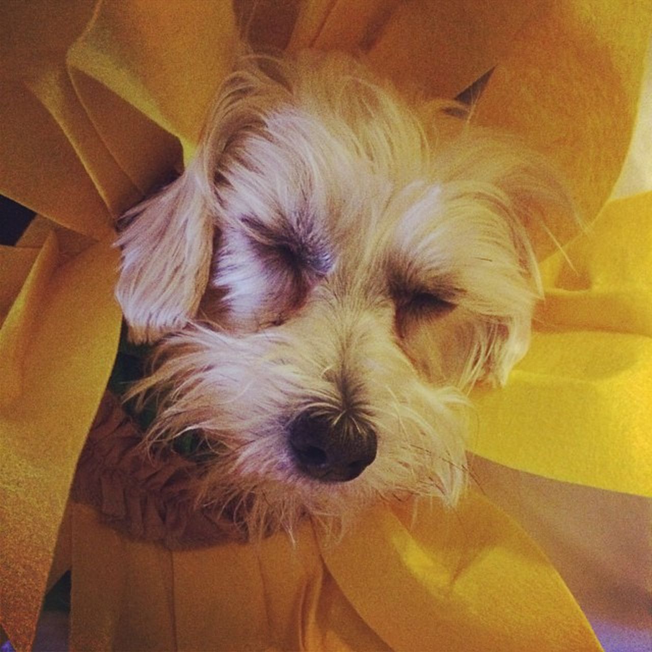 Zooey Deschanel's sleepy little flower