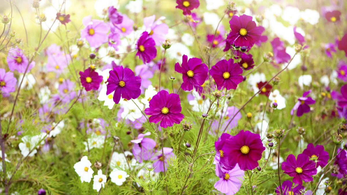 10 Best Fall Flowers to Plant in Your Garden Right Now