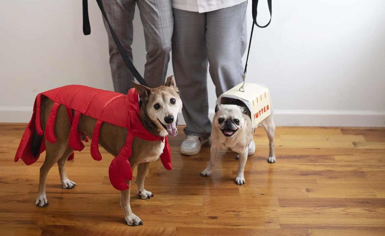 Butter and Lobster Dog Costume