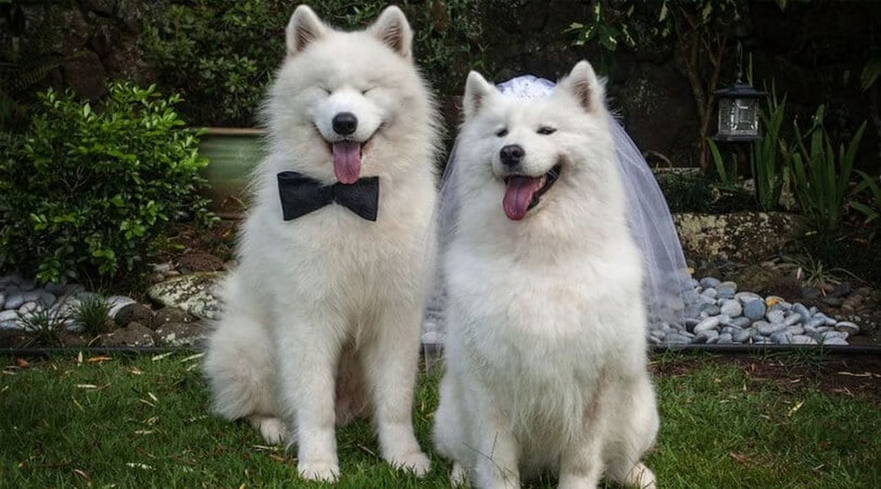 Pet Bride and Groom Dog Costume