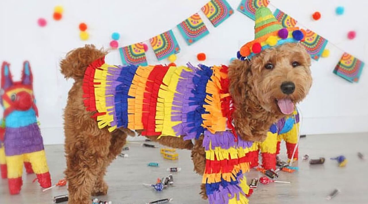 Pinata Dog Costume
