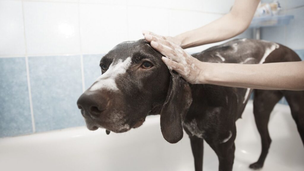 dog grooming tips (1)