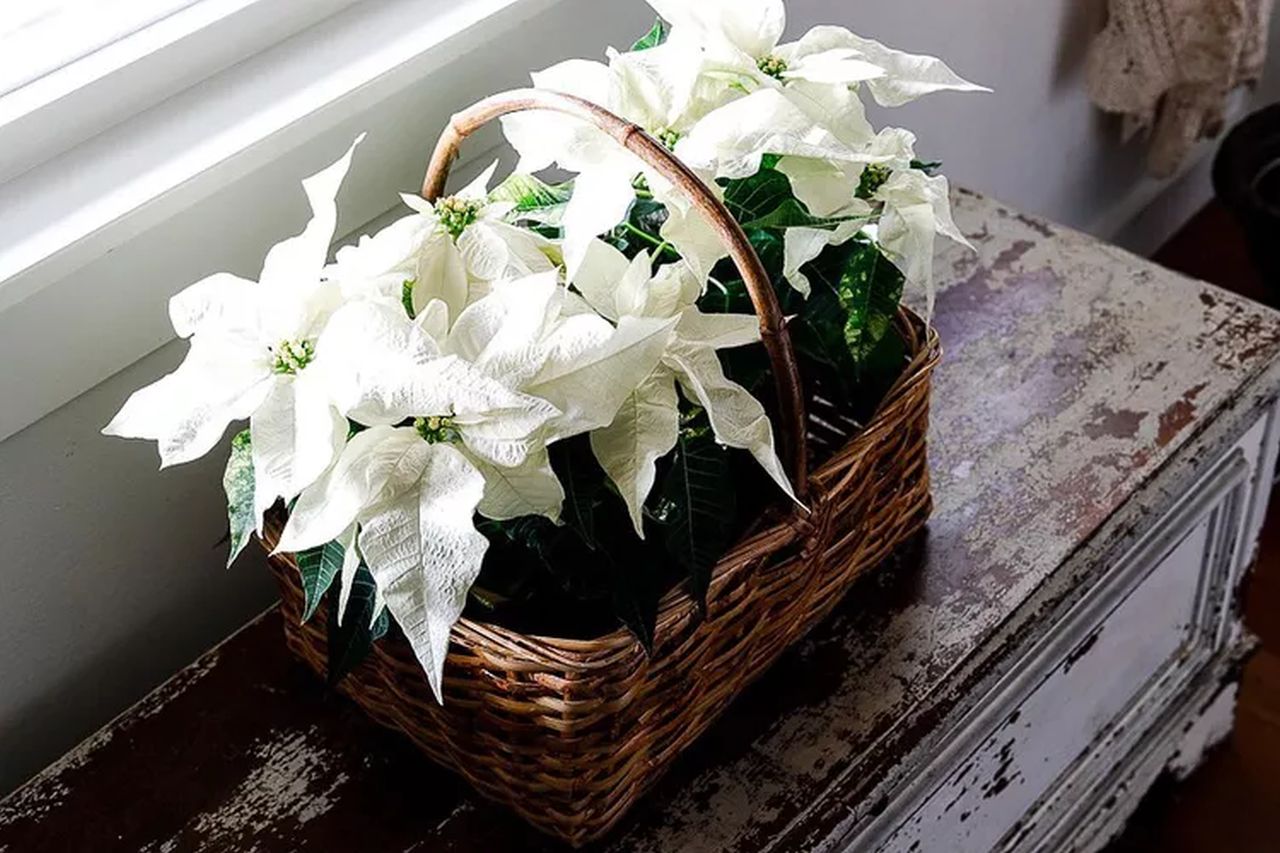 Basket Full of Poinsettias