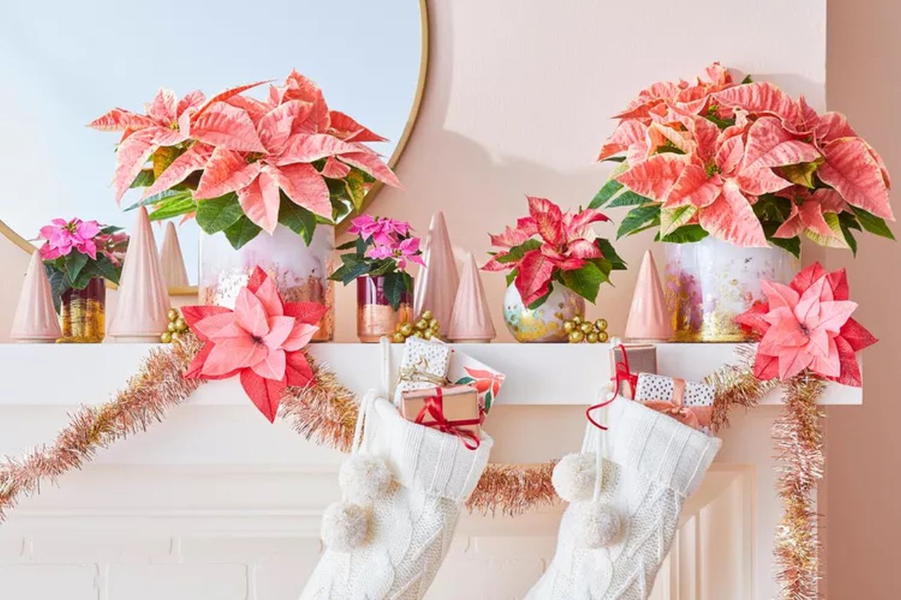 Poinsettia Mantel for Christmas decorations