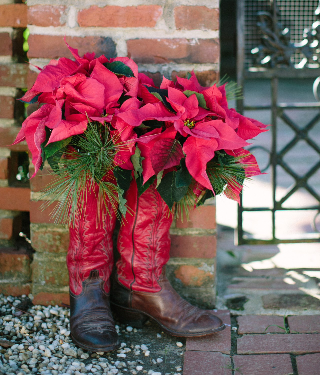 Poinsettia flowers in old pair of boots