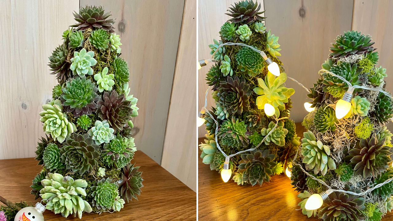 Succulent Christmas Tree