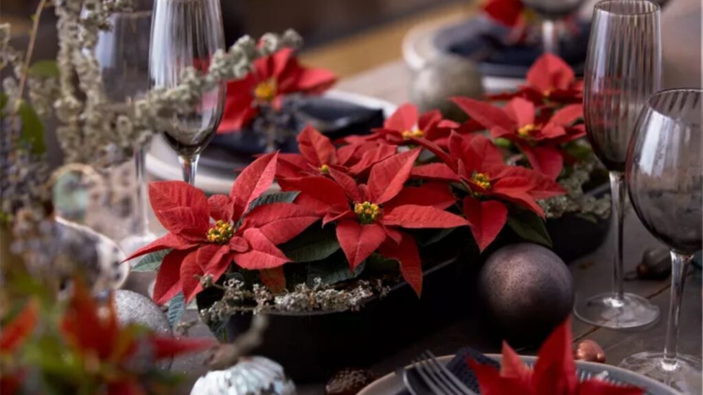 Poinsettia Christmas Arrangement Ideas