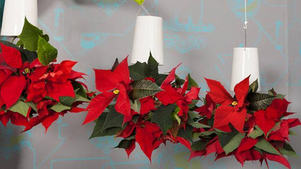 Upside-down Christmas poinsettia display