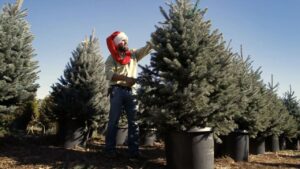 christmas tree rentals