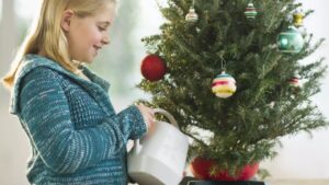 girl taking care of real Christmas tree by watering it