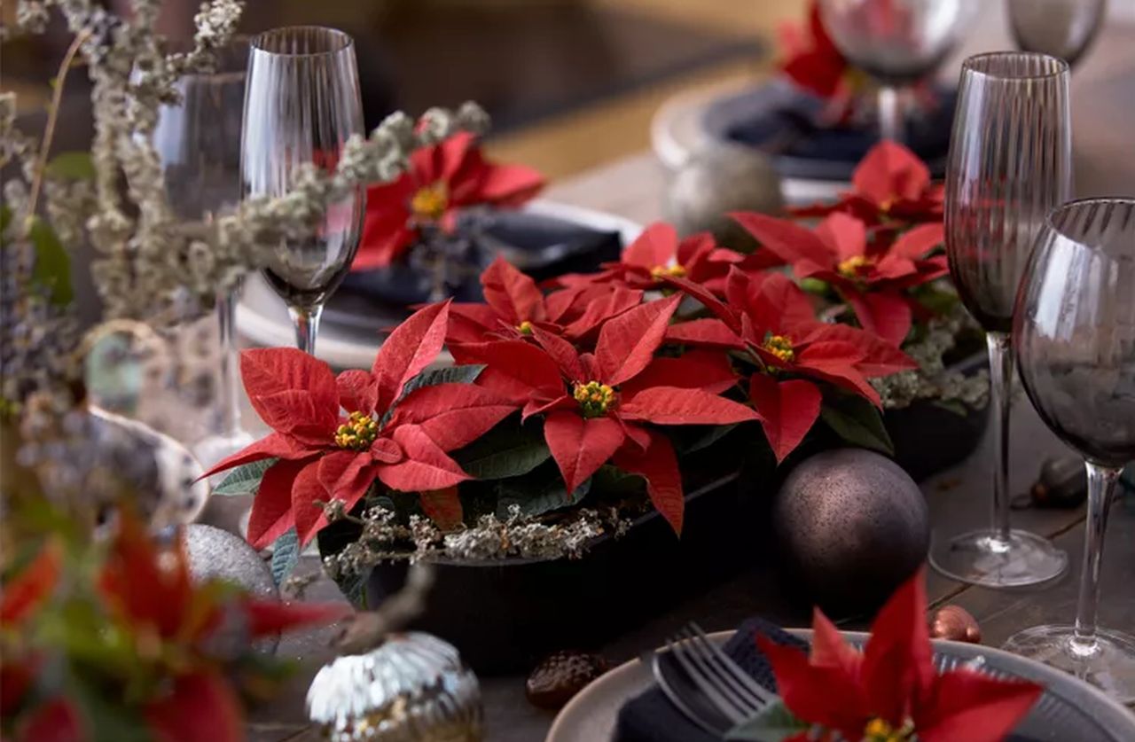 poinsettia Christmas centerpiece for dinner table with low and wide arrangement