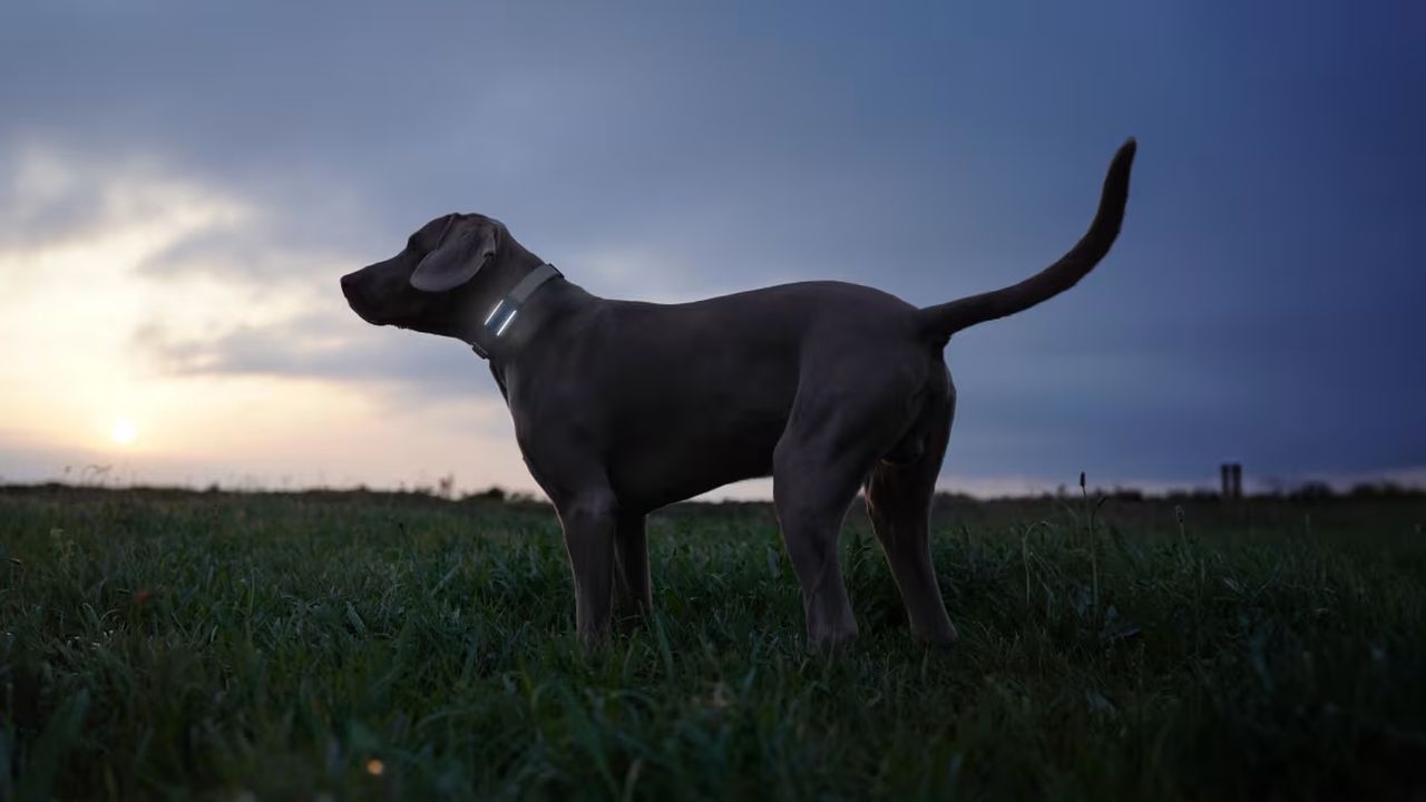 GPS and Health Tracker for Dogs and Cats