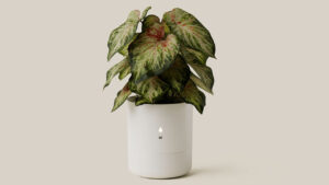 LeafyPod -Planter