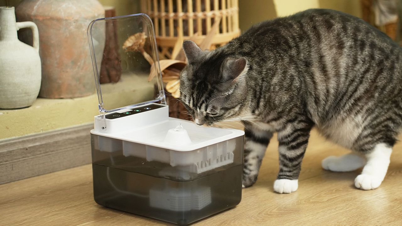 WhimzyPet Cat Water Fountain- 3