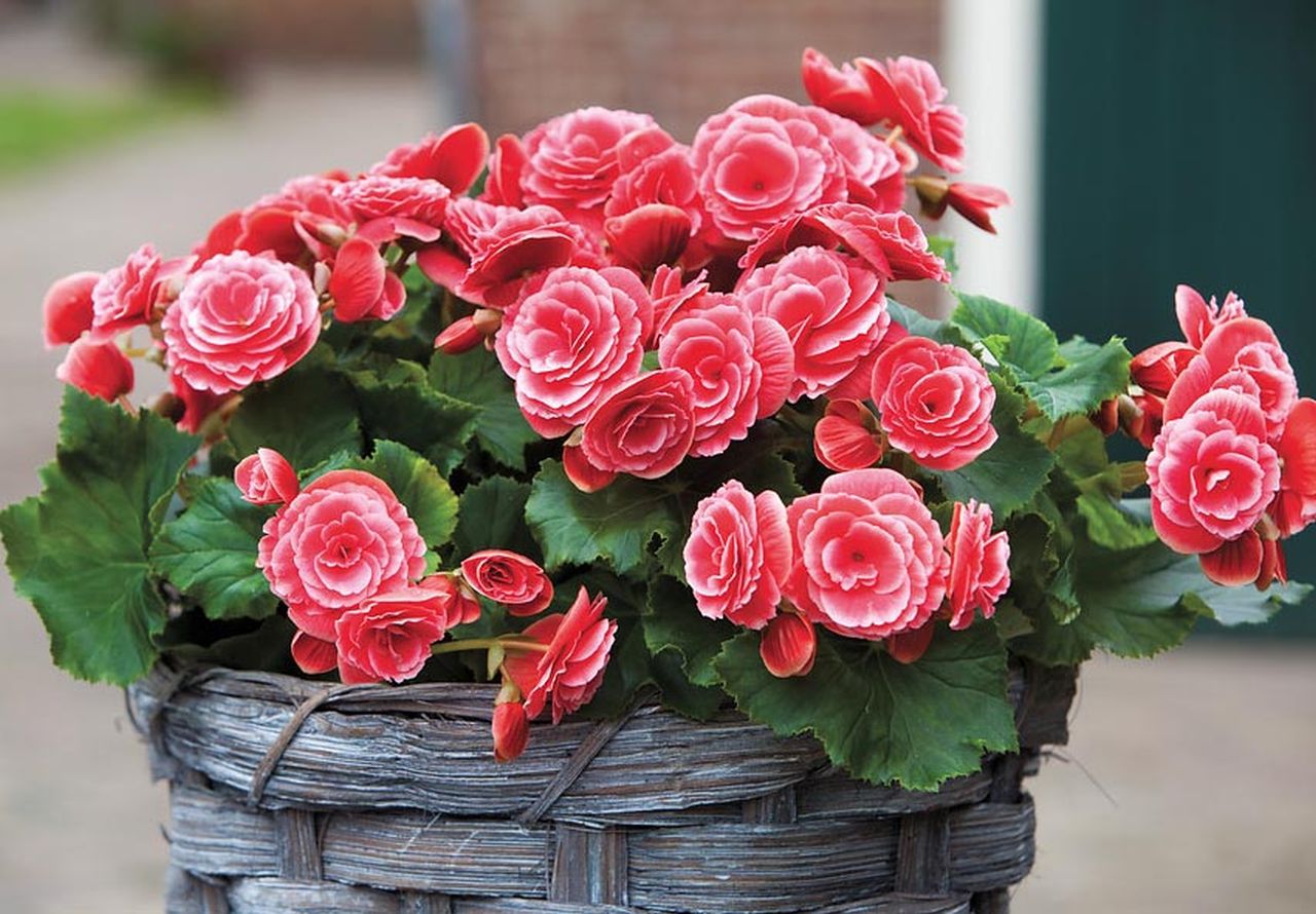 Begonias