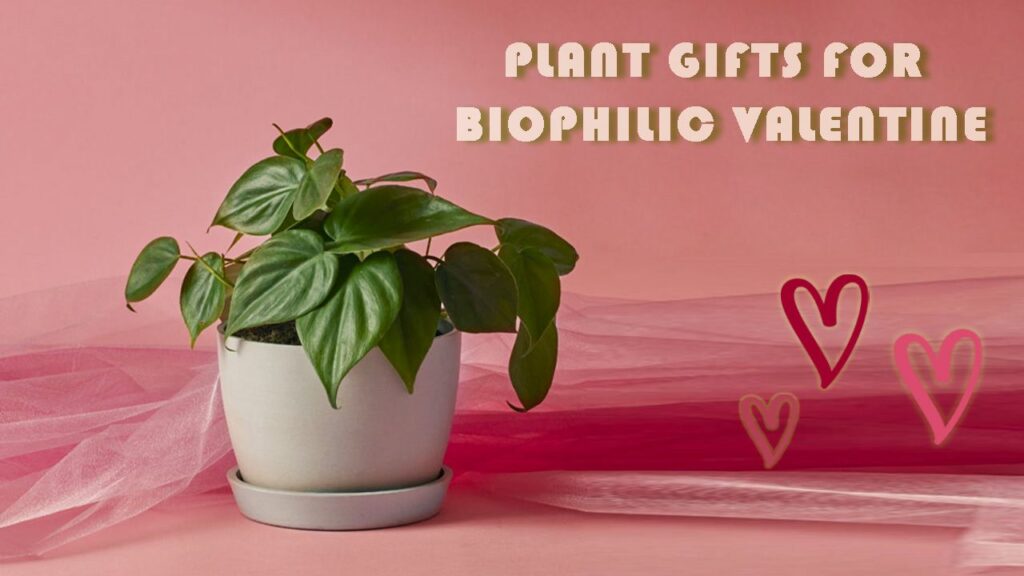 Best Plant Gift ideas for Valentine's Day