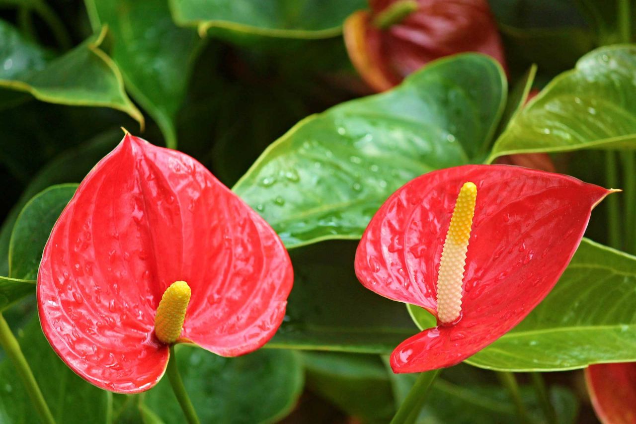 Best Plant Gift ideas for Valentine's Day - Anthurium